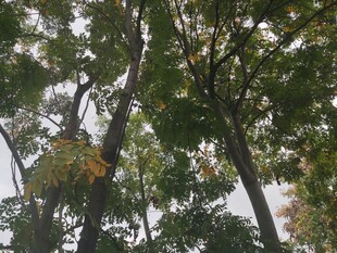 茂密树林中的繁茂枝叶