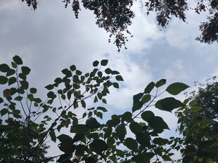 仰视枝叶间的天空