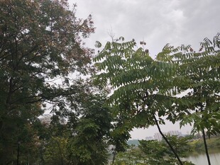 绿树成荫的自然景致