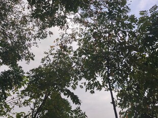 仰视茂密树林树冠