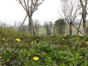 春日野花与枯树景观