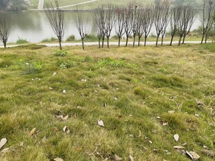 河畔草地与树木景观