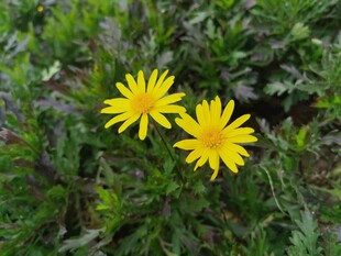 两朵黄色小花绽放于草丛