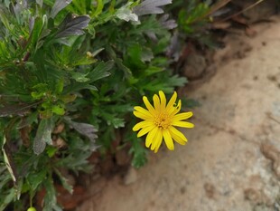 黄色小花绽放于绿植间