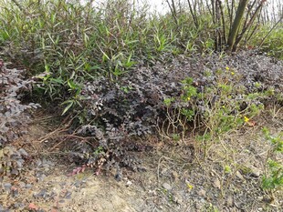 野外紫色植物与杂草景观