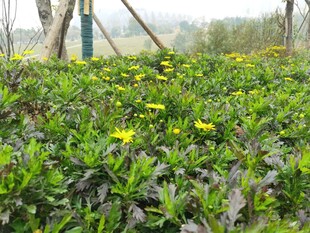 田野中的黄色小花绽放