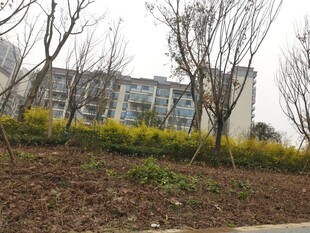 小区旁的绿植与建筑景观