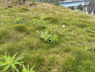 绿意盎然的草地植物景观