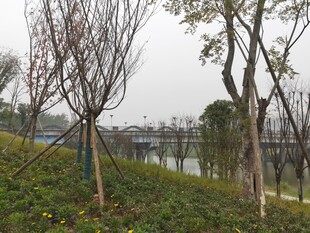 冬日湖边树木与绿植景观