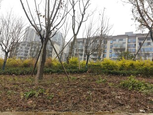 春日城郊树木与花丛景观