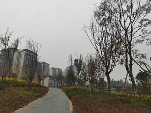 城市公园中的蜿蜒小路