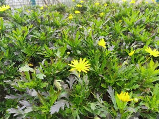 黄色小花绽放于绿叶间