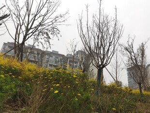 城郊荒坡树木与黄色小花