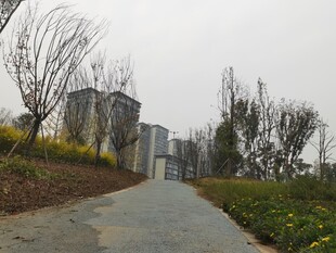 城郊小路旁的绿植与建筑