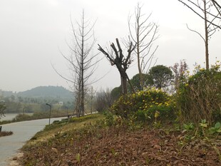 冬日河畔枯树与绿植景观