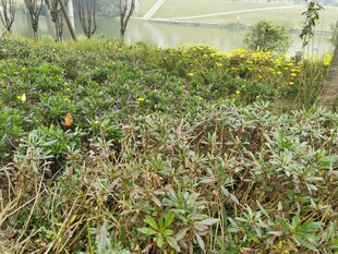 野外繁茂的绿色植物景观