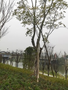 湖边树木与草地景致