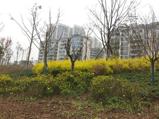 城市中绽放的黄色花丛