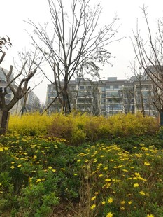 春日野外绽放的黄色小花