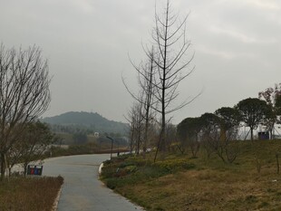 冬日湖边幽静小路