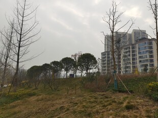 城郊荒野中的高楼景象