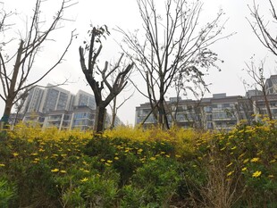 春日枯树旁的灿烂花丛