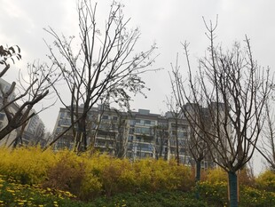 冬日城郊黄叶枯树与建筑