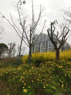 春日草地与光秃树木景观