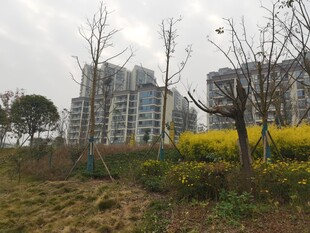 城郊住宅区旁的自然景致