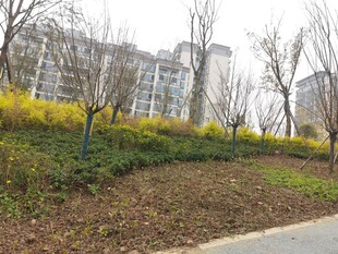 路边春日绿植景观