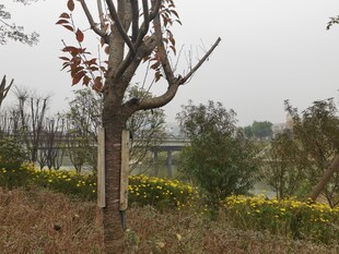 秋日郊野树木与烂漫黄花