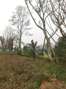 冬日郊野枯树林景观