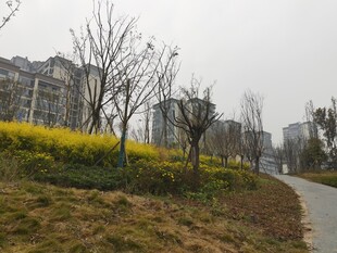 春日小路旁的金黄花丛