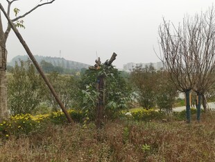 冬日郊外的萧瑟植物景观