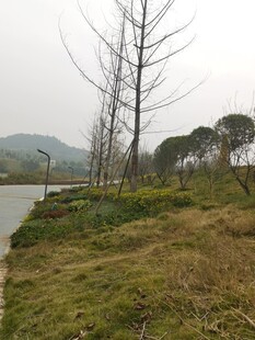 湖畔枯树草地自然景致