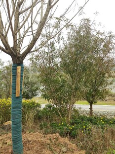 路边树木与周边绿植景观