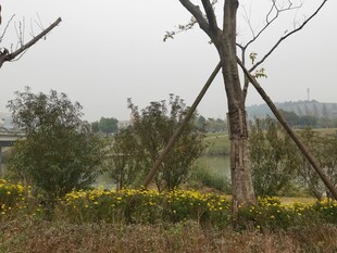 郊外黄花与枯树景观