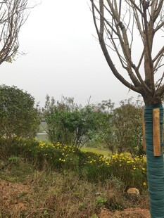 户外树木与多彩围栏景观