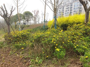 春日郊野的烂漫黄色小花