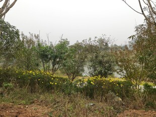 野外湖畔的烂漫黄色花丛