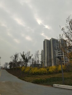 城市道路旁的高楼与花丛