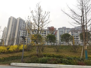 城市中的绿化景观