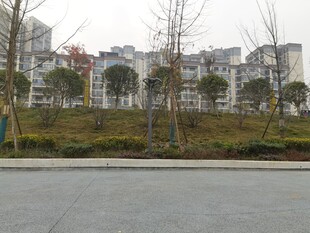 小区旁的空旷道路与树木