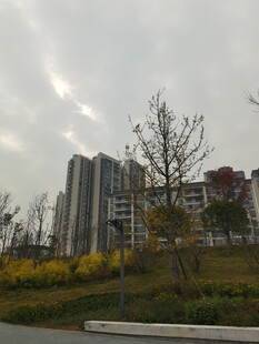 城市中高楼旁的绿化景观