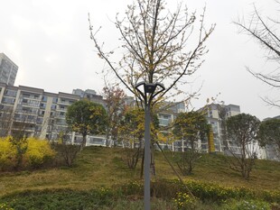 城市公园中的树木景观