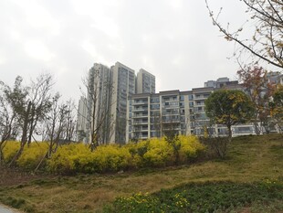 城市住宅区旁的自然景致