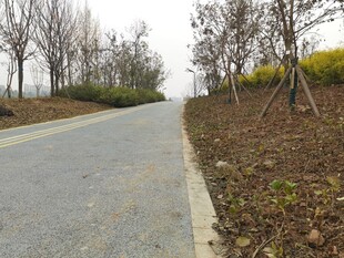 乡间空旷道路树木相伴