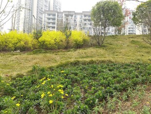 春日公园的烂漫花卉景观