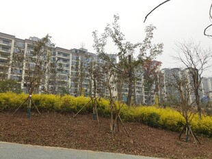 春日小区旁的烂漫花丛