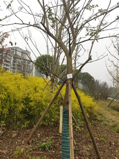 新植树木与周边绿植景观